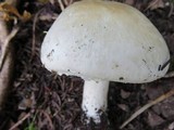 Agaricus silvicola image