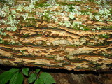 Fuscocerrena portoricensis image