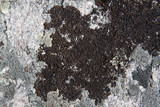 Melanelia stygia image