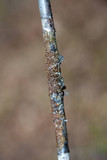 Melanohalea septentrionalis image
