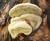 Ganoderma zonatum image