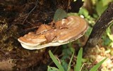 Ganoderma zonatum image