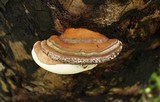 Ganoderma zonatum image