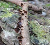 Anthracophyllum lateritium image