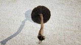 Panaeolus cinctulus image