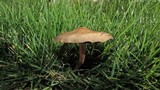 Panaeolus cinctulus image