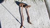 Panaeolus cinctulus image