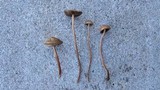 Panaeolus cinctulus image