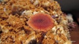 Gymnopilus aeruginosus image