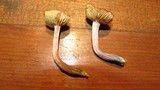 Gymnopilus aeruginosus image