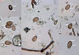 Fomitopsis ochracea image