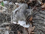 Fomitopsis ochracea image