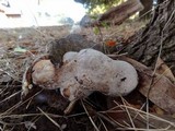 Fomitopsis ochracea image