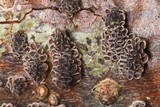 Stromatocyphella conglobata image