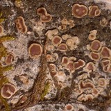 Acarospora glaucocarpa image