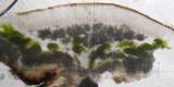 Acarospora glaucocarpa image