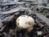 Agaricus bitorquis image