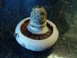 Agaricus bitorquis image