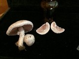 Agaricus andrewii image
