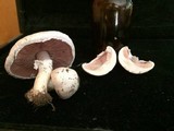 Agaricus andrewii image