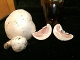 Agaricus andrewii image