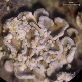 Psora tuckermanii image