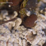 Psora tuckermanii image