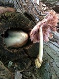 Volvariella bombycina image