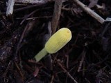 Leucocoprinus castroi image