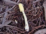Leucocoprinus castroi image