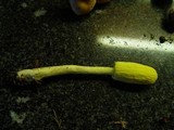 Leucocoprinus castroi image