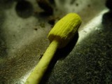 Leucocoprinus castroi image