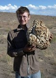 Calvatia booniana image
