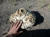 Calvatia booniana image