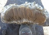 Calvatia booniana image