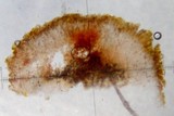 Psora tuckermanii image