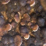 Psora himalayana image