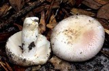 Russula crustosa image