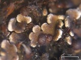 Psora himalayana image
