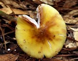 Amanita flavorubens image