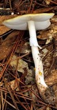Amanita flavorubens image