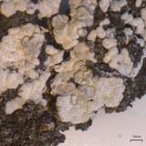 Toninia alutacea image
