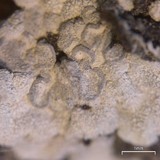 Toninia alutacea image
