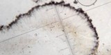 Toninia alutacea image