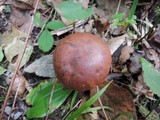 Boletus luridiformis image