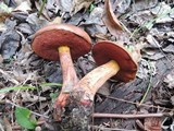 Boletus luridiformis image