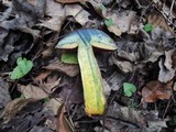 Boletus luridiformis image
