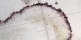 Toninia alutacea image