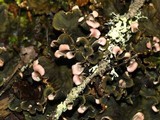Peltigera retifoveata image