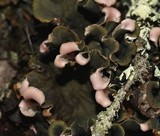Peltigera retifoveata image